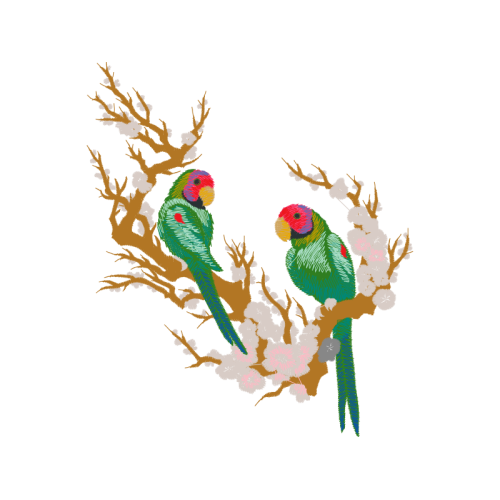 Parrots Animals Parrots Animals