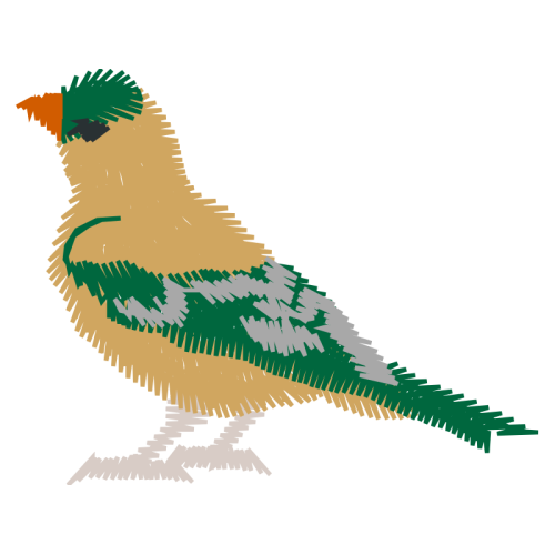 Parrots Animals Parrots Animals