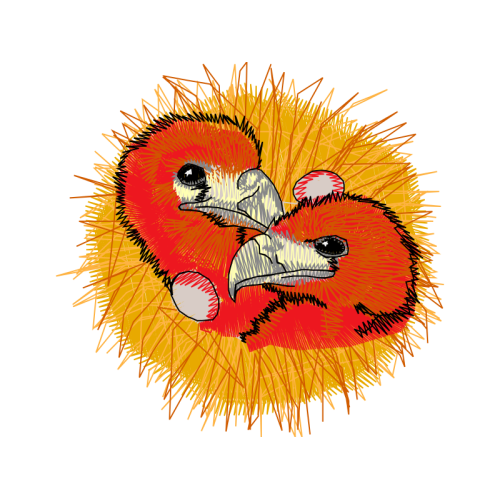 Parrots Animals Parrots Animals