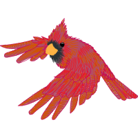 Parrots Animals Parrots Animals