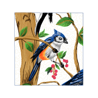 Parrots Animals Parrots Animals