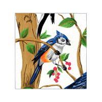 Passerine Animals Passerine Animals