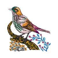 Passerine Animals Passerine Animals