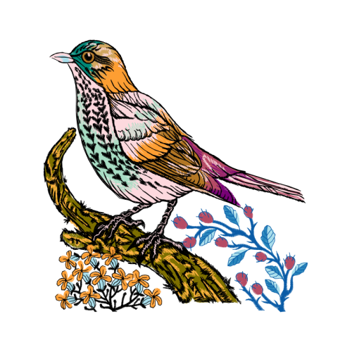 Passerine Animals Passerine Animals