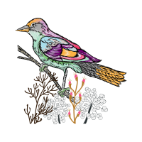 Passerine Animals Passerine Animals