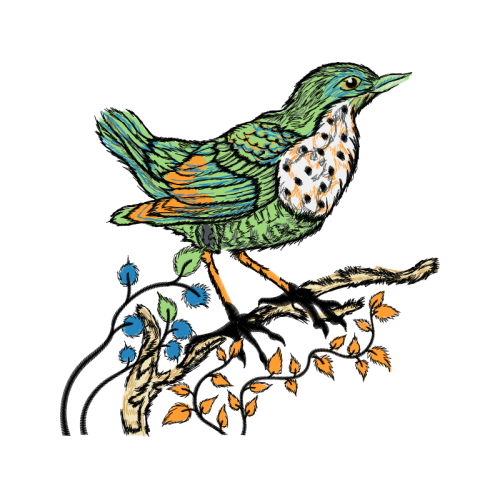 Passerine Animals Passerine Animals