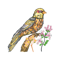 Passerine Animals Passerine Animals