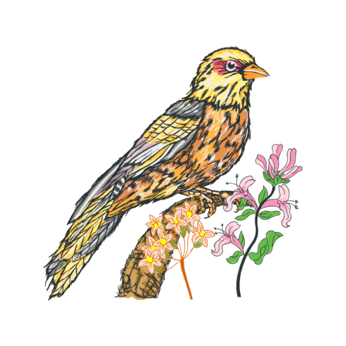 Passerine Animals Passerine Animals