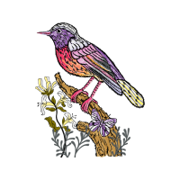 Passerine Animals Passerine Animals