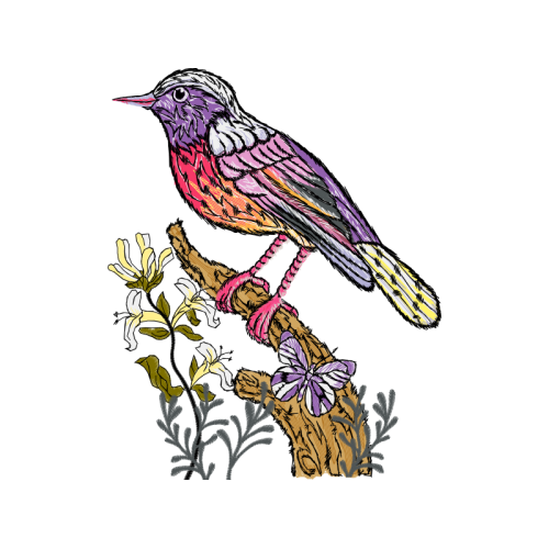 Passerine Animals Passerine Animals