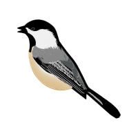 Passerine Animals Passerine Animals