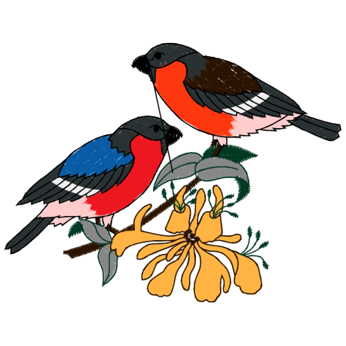 Passerine Animals Passerine Animals