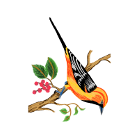 Passerine Animals Passerine Animals