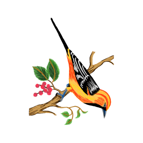 Passerine Animals Passerine Animals