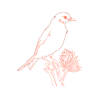 Passerine Animals Passerine Animals