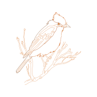 Passerine Animals Passerine Animals