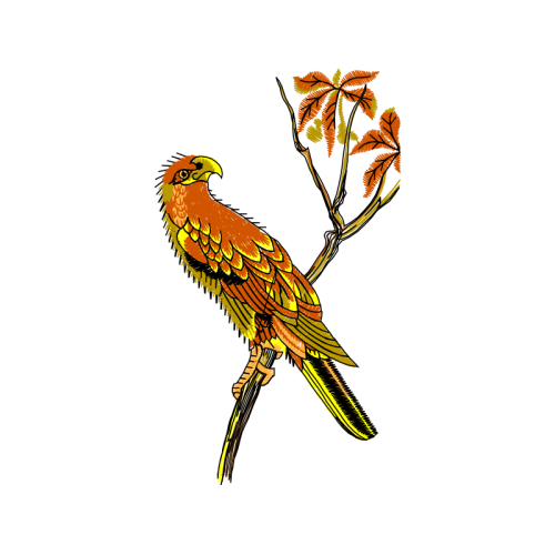 Passerine Animals Passerine Animals