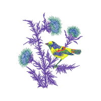 Passerine Animals Passerine Animals