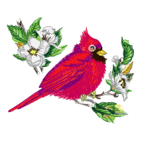 Passerine Animals Passerine Animals