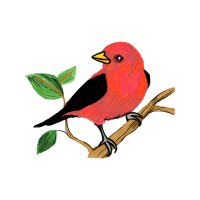 Passerine Animals Passerine Animals