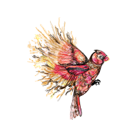 Passerine Animals Passerine Animals