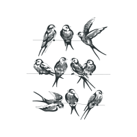 Passerine Animals Passerine Animals