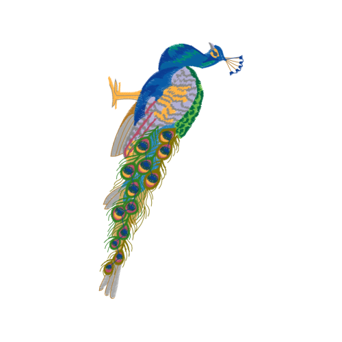 Peafowl Animals Peafowl Animals