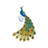 Peafowl Animals
