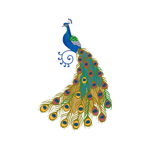 Peafowl Animals Peafowl Animals