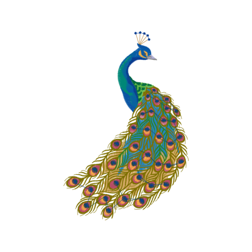 Peafowl Animals Peafowl Animals