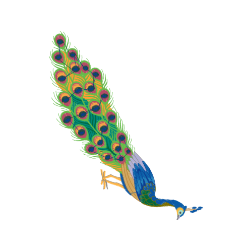 Peafowl Animals Peafowl Animals