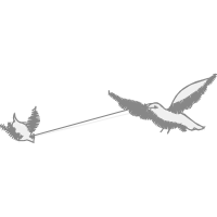 Pelecaniformes Animals