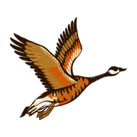 Peregrine Falcon Animals