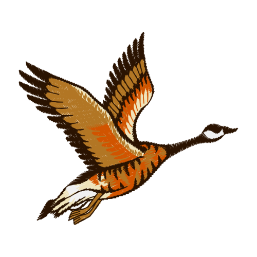 Peregrine Falcon Animals Peregrine Falcon Animals