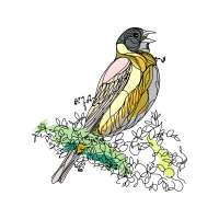 Peregrine Falcon Animals