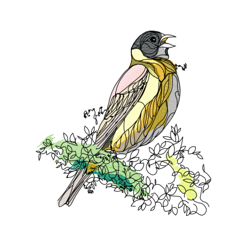 Peregrine Falcon Animals Peregrine Falcon Animals