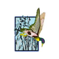 Peregrine Falcon Animals