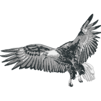 Peregrine Falcon Animals Peregrine Falcon Animals