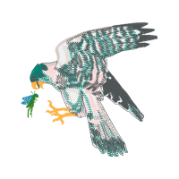 Peregrine Falcon Animals