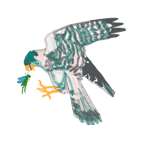 Peregrine Falcon Animals Peregrine Falcon Animals