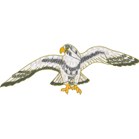 Peregrine Falcon Animals