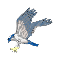 Peregrine Falcon Animals