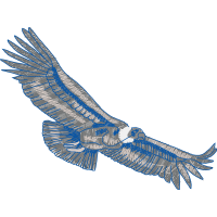 Peregrine Falcon Animals