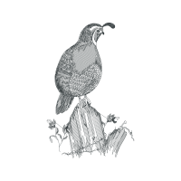 Peregrine Falcon Animals Peregrine Falcon Animals