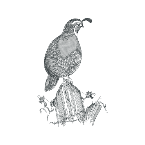 Peregrine Falcon Animals Peregrine Falcon Animals