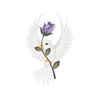 Peregrine Falcon Animals Peregrine Falcon Animals