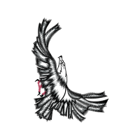 Peregrine Falcon Animals Peregrine Falcon Animals