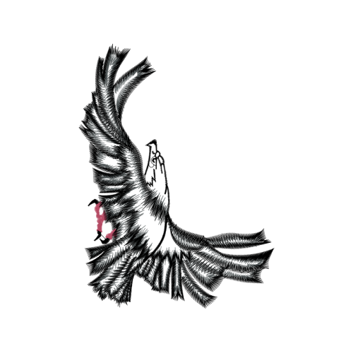 Peregrine Falcon Animals Peregrine Falcon Animals