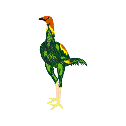 Phasianidae Animals Phasianidae Animals