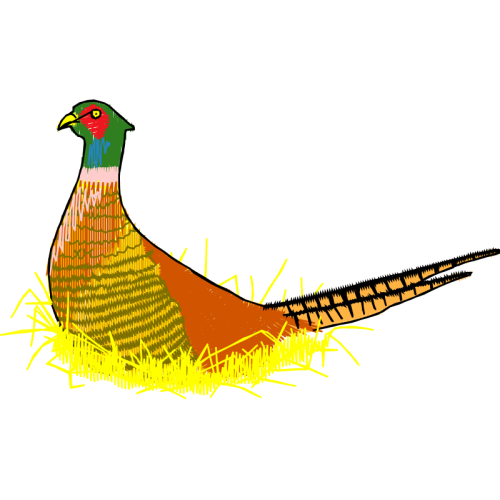 Phasianidae Animals Phasianidae Animals